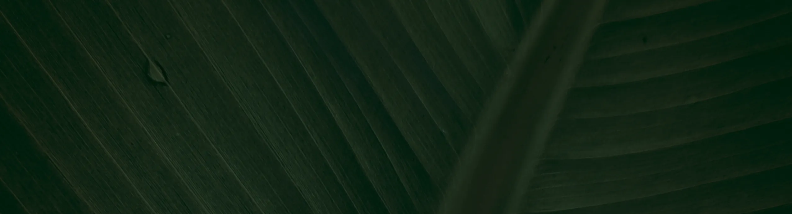 Monstera Deliciosa