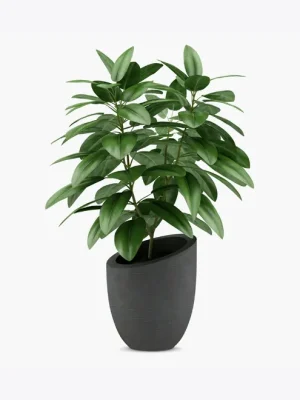Monstera Deliciosa
