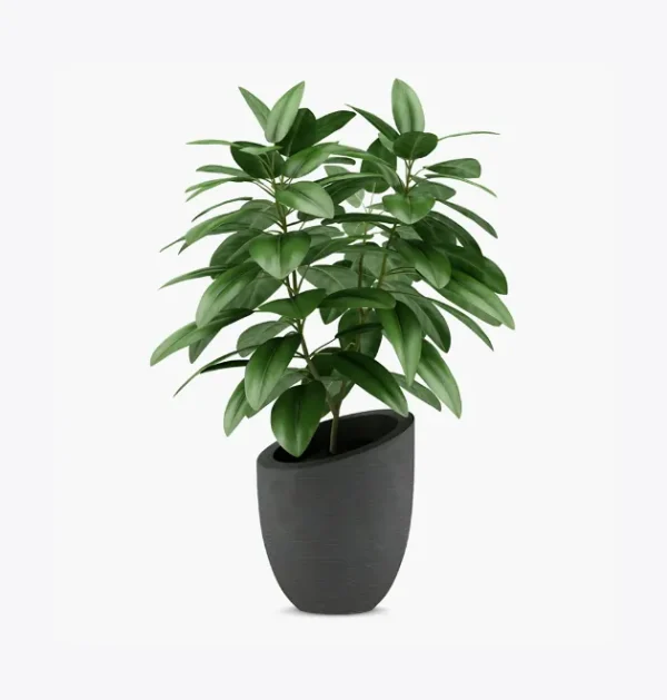 Monstera Deliciosa