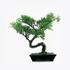 Fiddle Leaf Fig