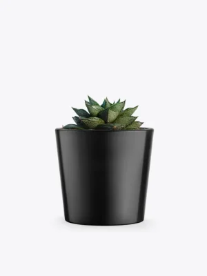 ZZ Plant