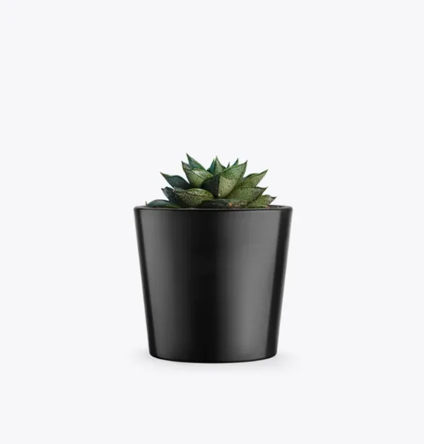 Areca Palm