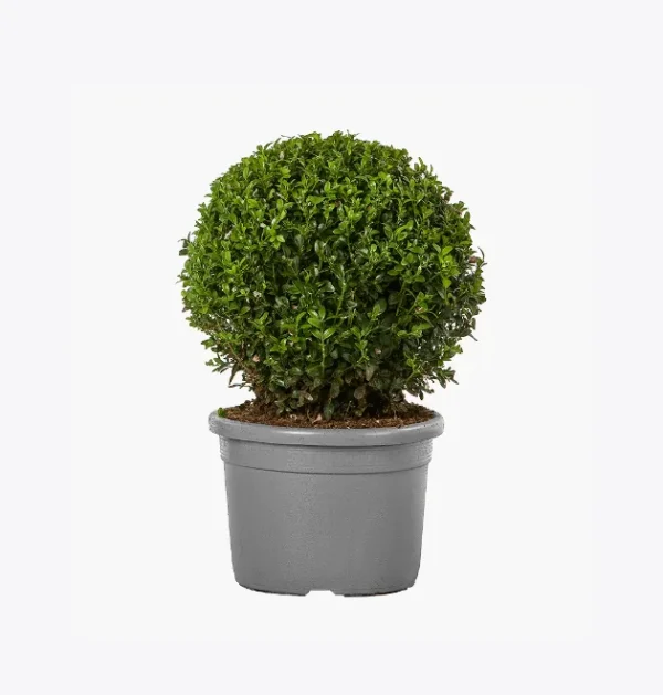 Areca Palm