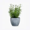 Areca Palm