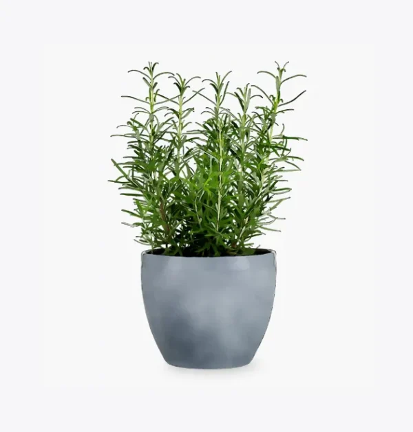 Areca Palm