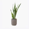 Areca Palm