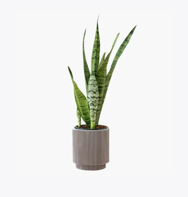 Areca Palm