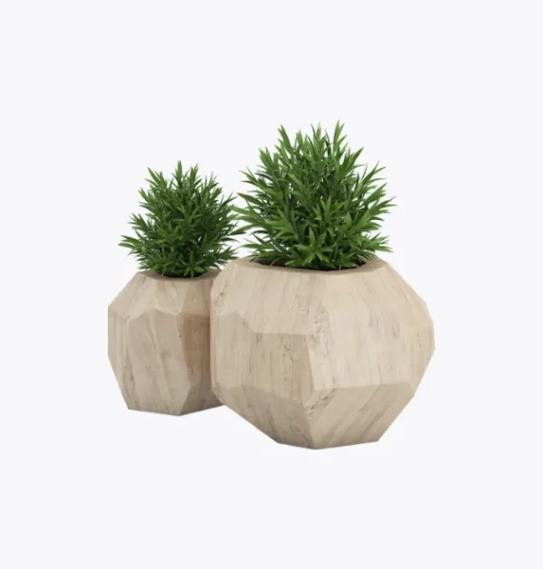 Areca Palm