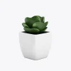 ZZ Plant