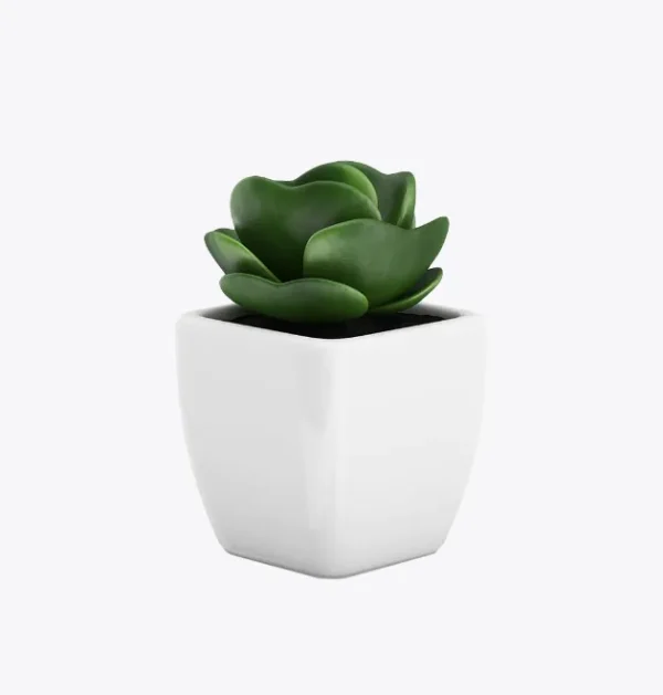 ZZ Plant